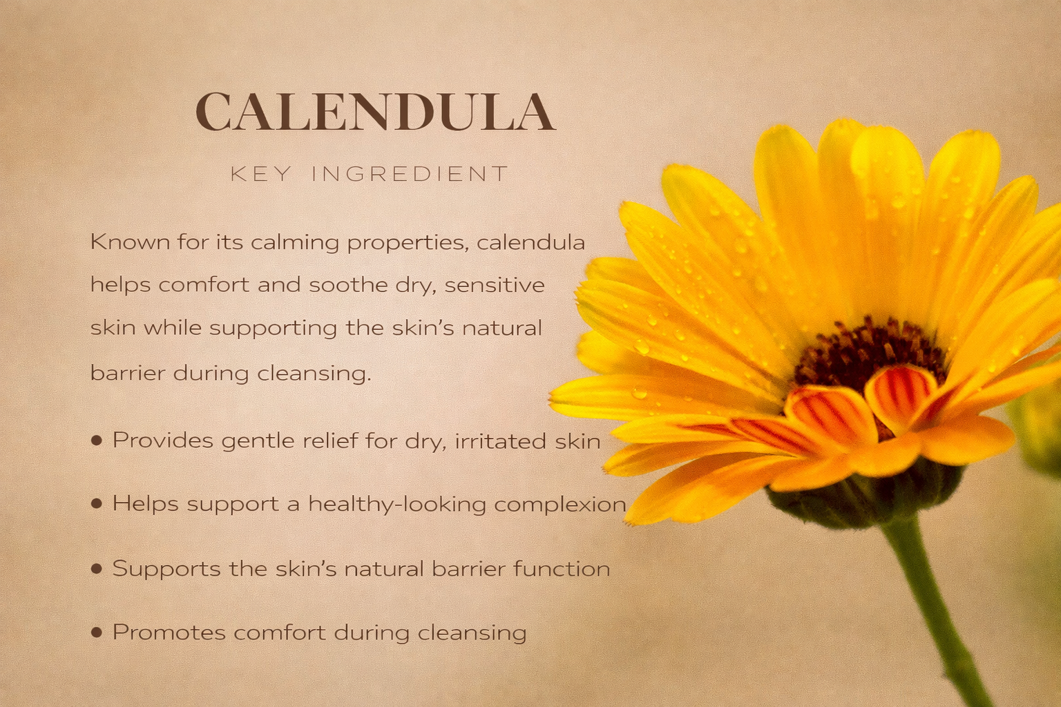 Family Calming Face & Body Wash - Unscented